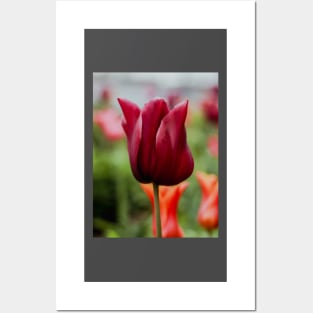 AMSTERDAM Tulip | Unique Beautiful Travelling Home Decor | Phone Cases Stickers Wall Prints | Scottish Travel Photographer  | ZOE DARGUE PHOTOGRAPHY | Glasgow Travel Photographer Posters and Art